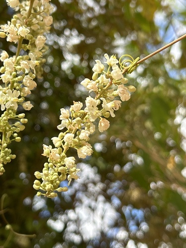 Foto de Cipó uva