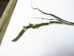 Carex shortiana