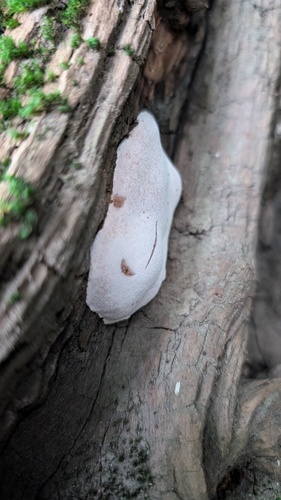 Abundisporus pubertatis