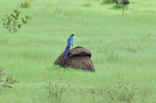 Long-tailed Glossy Starling