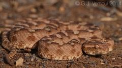 Echis coloratus