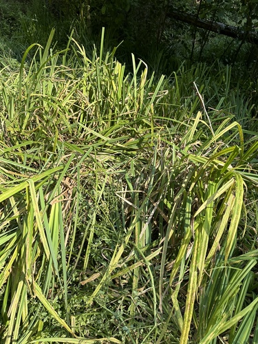 Bigleaf sedge (Carex amplifolia)