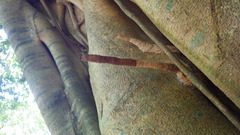 Tetragonilla collina