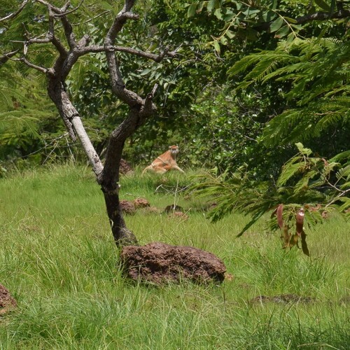 Western Patas Monkey