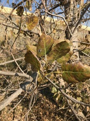 Populus deltoides