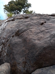 Platysaurus