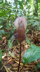 Tacca integrifolia