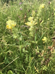 Rhinanthus alectorolophus