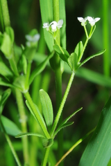 Galium obtusum