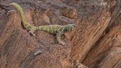 Uromastyx ornata