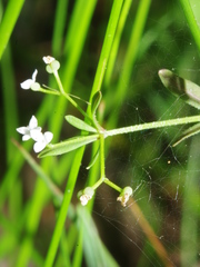 Galium obtusum