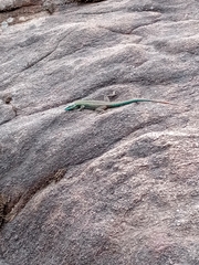 Platysaurus mitchelli
