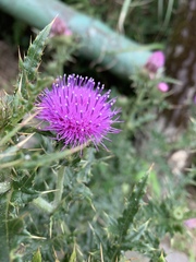 Cirsium japonicum australe