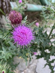 Cirsium japonicum australe
