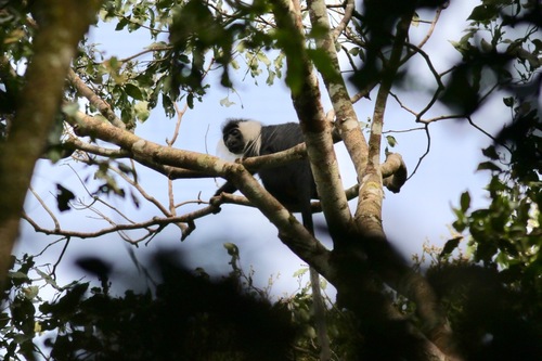 Angola Colobus