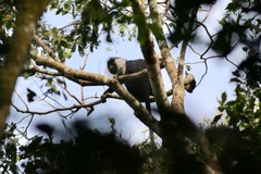 Angola Colobus photo 2