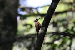 Chloropicus xantholophus