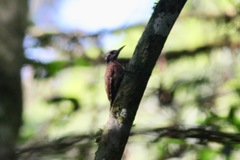 Chloropicus xantholophus