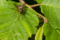 Rhagio vitripennis