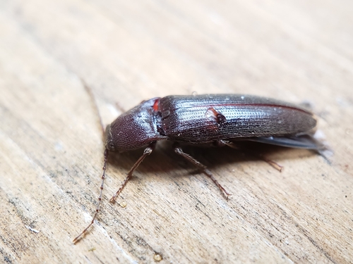 Chestnut-footed Click Beetle photo 2