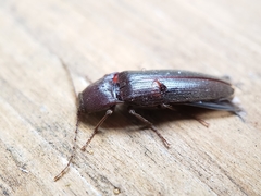 Melanotus castanipes