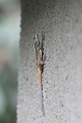 Acanthocercus atricollis