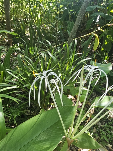 Image of Hymenocallis littoralis by (c) Maria Janeiro, some rights reserved (CC BY)