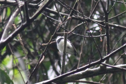 iNaturalist image