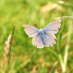 Polyommatus icarus