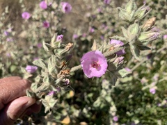 Malacothamnus foliosus