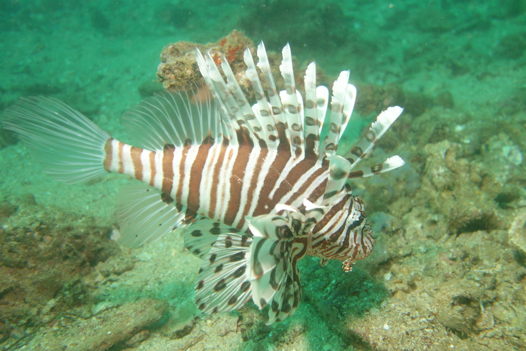 Plaintail Turkeyfish