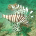 Plaintail Lionfish - Photo (c) Alex Hoschke, some rights reserved (CC BY-NC), uploaded by Alex Hoschke