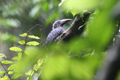 Horizocerus hartlaubi