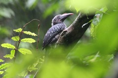 Horizocerus hartlaubi