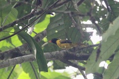 Oriolus brachyrynchus