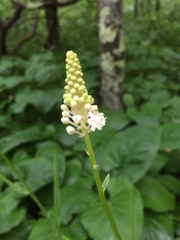 Melanthieae