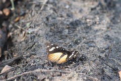 Aterica galene extensa