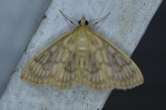 Crocidophora serratissimalis