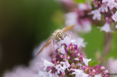 Euclidia glyphica
