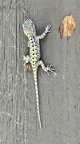 iNaturalist observation photo of Western Fence Lizard
