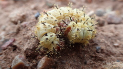 Hemileuca nevadensis