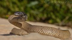 Telescopus hoogstraali