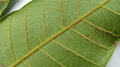 Thyrsodium spruceanum