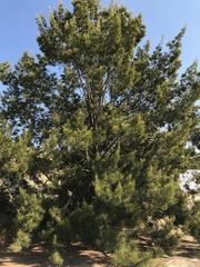 Casuarina cunninghamiana