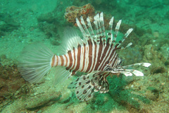 Pterois russelii