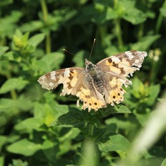 Vanessa cardui