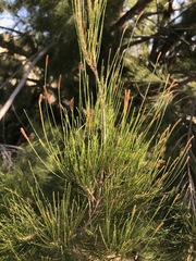 Casuarina cunninghamiana
