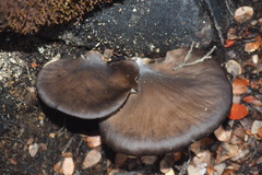 Pleurotus purpureo-olivaceus