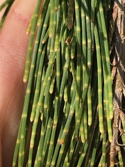 Casuarina cunninghamiana