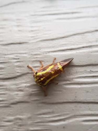 Ophiderma flava photo 5